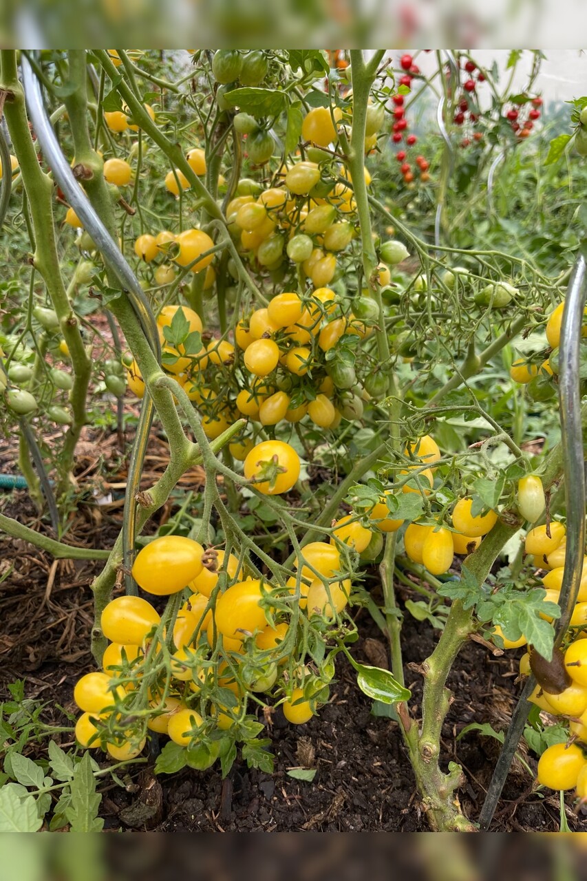 Tomate "Barry´s Crazy Cherry" - BIO-Tomatensorte [samenfest]