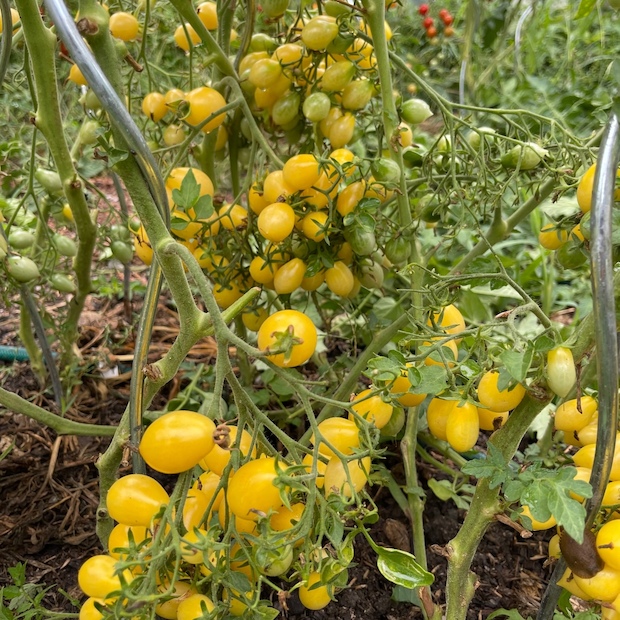 Tomate "Barry´s Crazy Cherry" - BIO-Tomatensorte [samenfest]