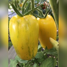 Tomate "Striped Roman" - Bio-Tomatensorte [samenfest]