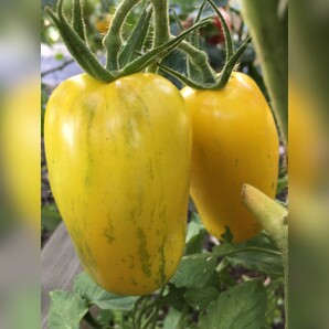 Tomate "Striped Roman" - Bio-Tomatensorte [samenfest]