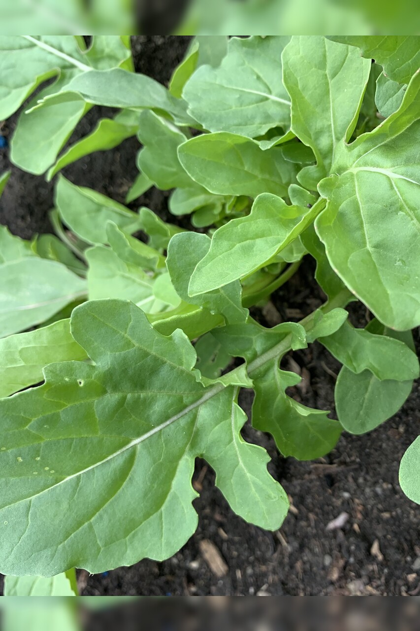 Salatrauke "Rucola" - BIO-Sorte [samenfest]