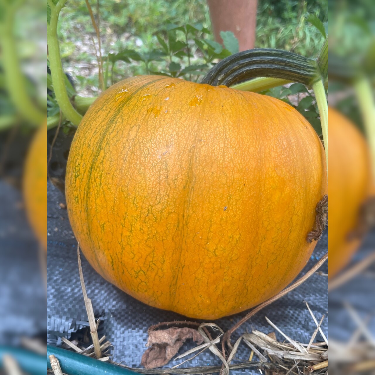 Halloweenkürbis "Jack O´Lantern" - BIO-Kürbissorte [samenfest]