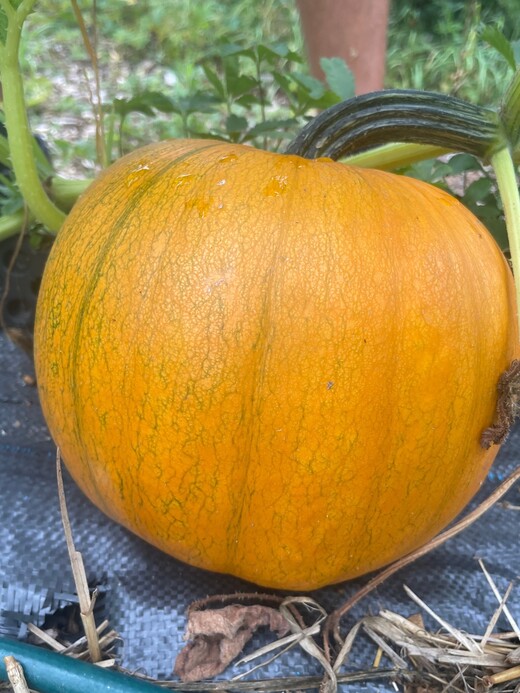 Halloweenkürbis "Jack O´Lantern" - BIO-Kürbissorte [samenfest]