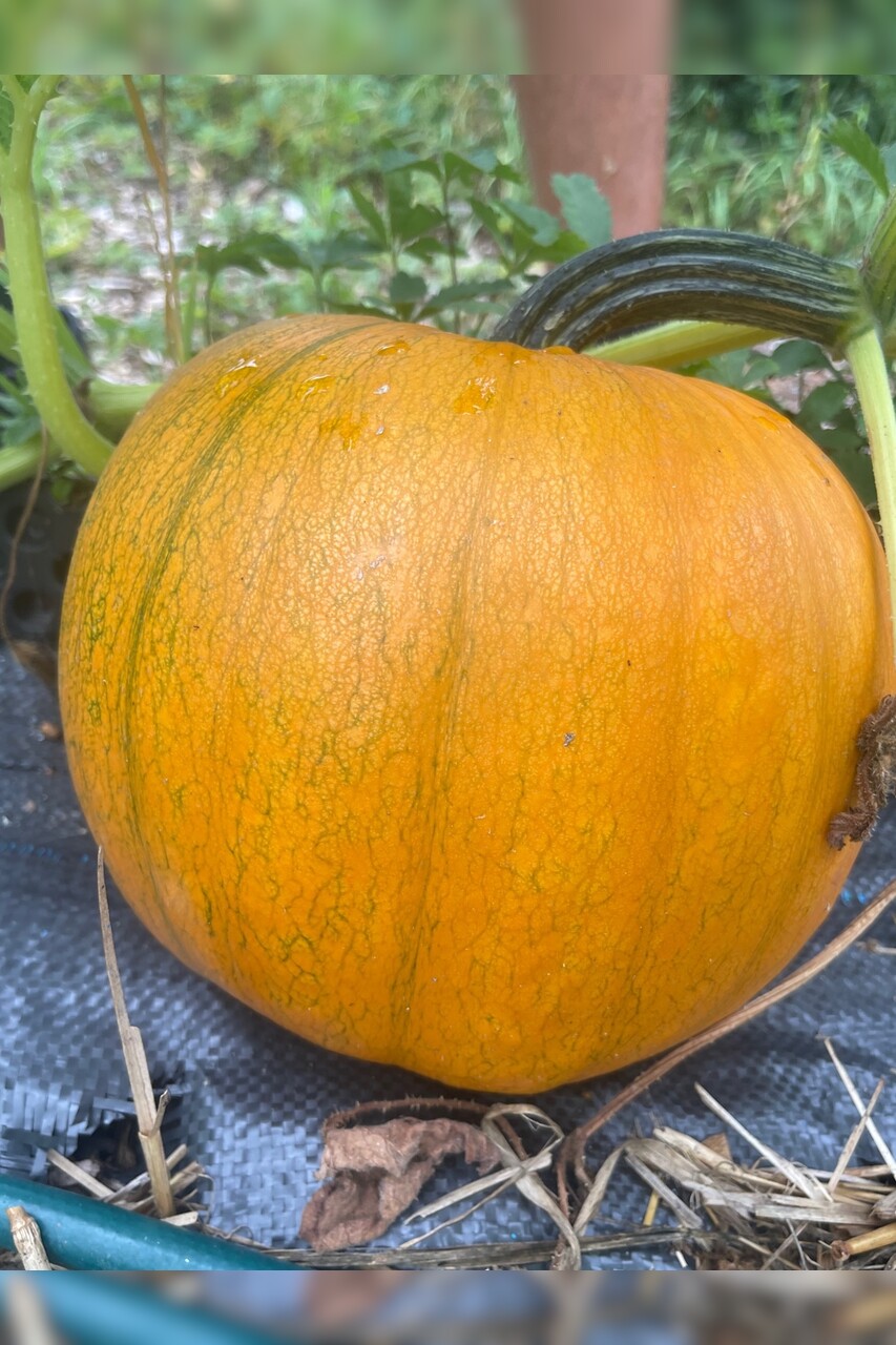 Halloweenkürbis "Jack O´Lantern" - BIO-Kürbissorte [samenfest]