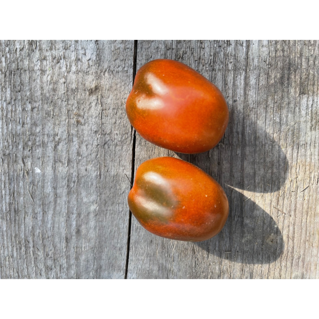 Tomate "Black Plum" - Tomatensamen [samenfest]