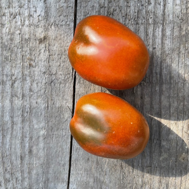 Tomate "Black Plum" - Tomatensamen [samenfest]