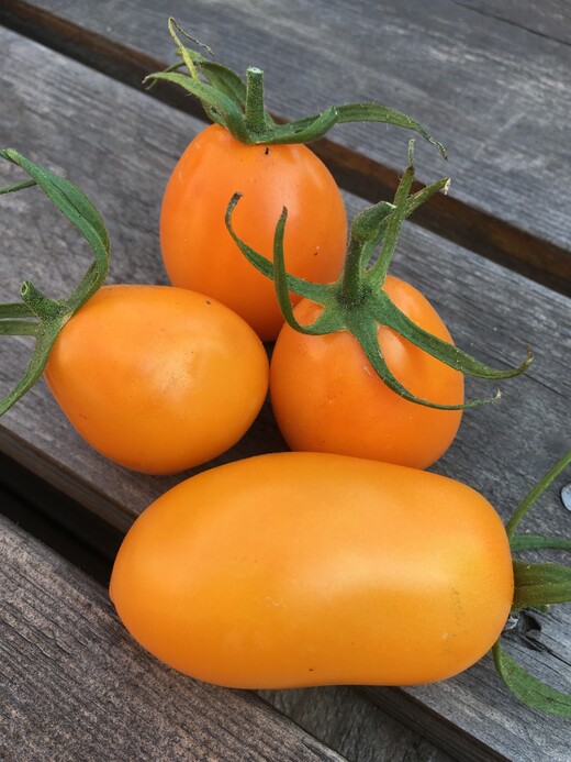 Tomatensamen Samen Set. 10 alte Russische Sorten 