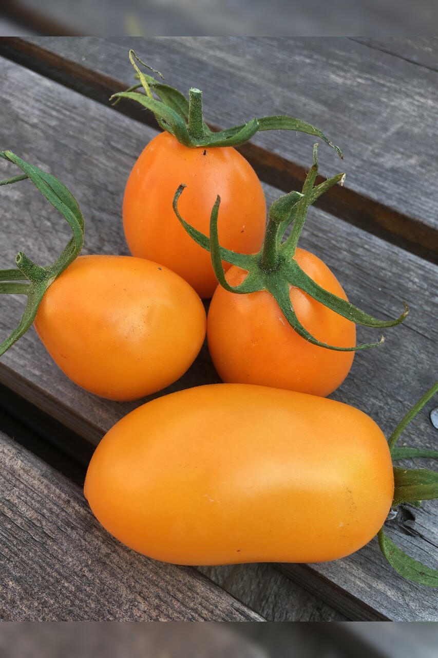Tomaten-Set "russische Tomaten" - 4 BIO-Tomatensorten [samenfest]