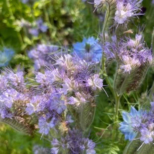 "Phacelia" -BIO-Blumensamen [samenfest]