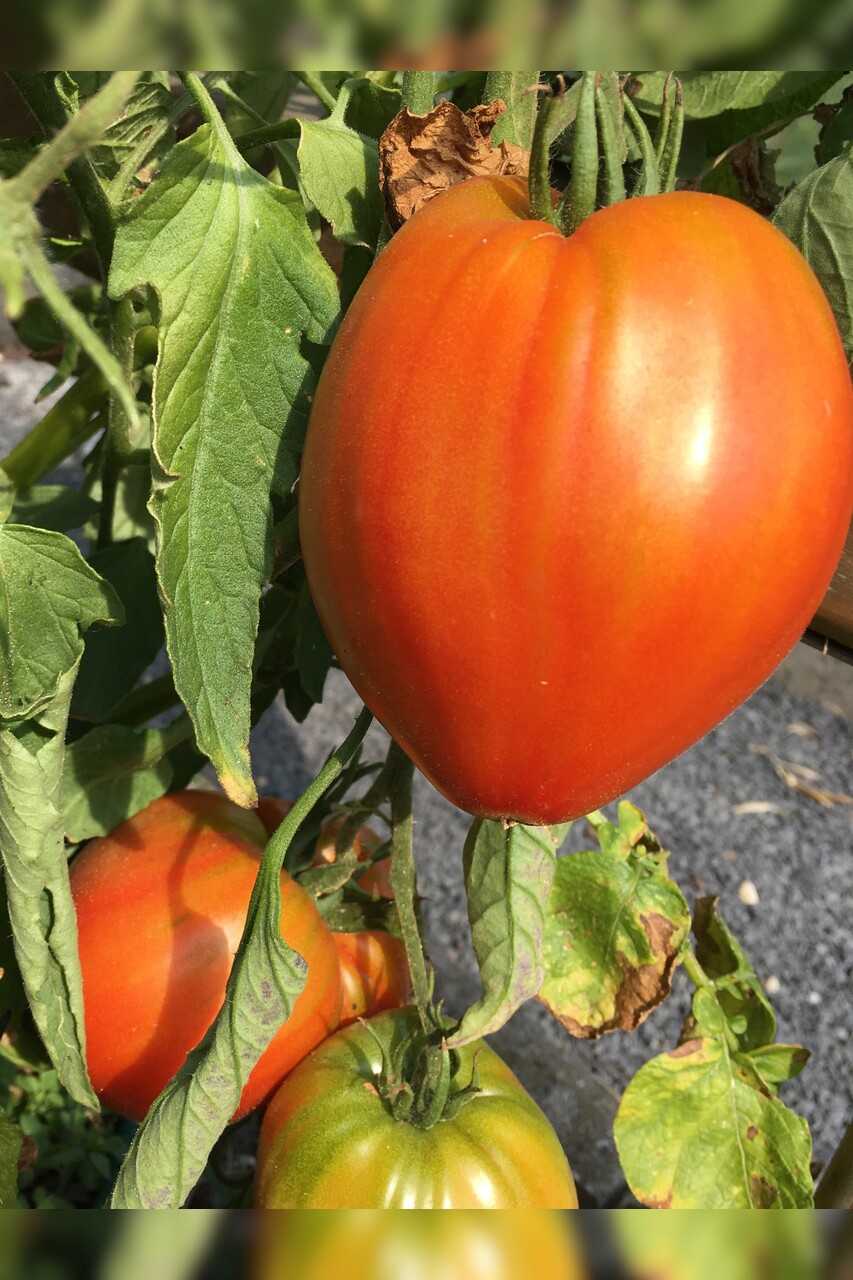 großes Tomaten Set - 12 BIO-Tomatensorten [samenfest]