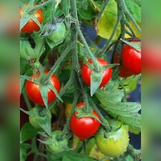 Tomate „Tumbling Tom“ - BIO-Tomatensorte
