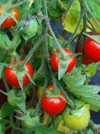 Tomate „Tumbling Tom“ - BIO-Tomatensorte