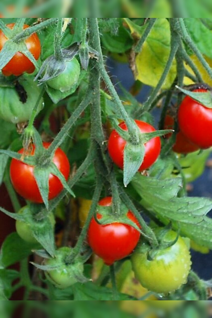 Tomate „Tumbling Tom“ - BIO-Tomatensorte