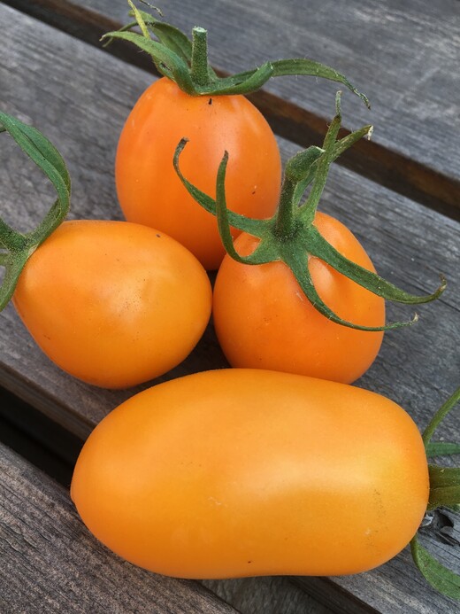 großes Tomaten-Set - 12 BIO-Tomatensorten [samenfest]