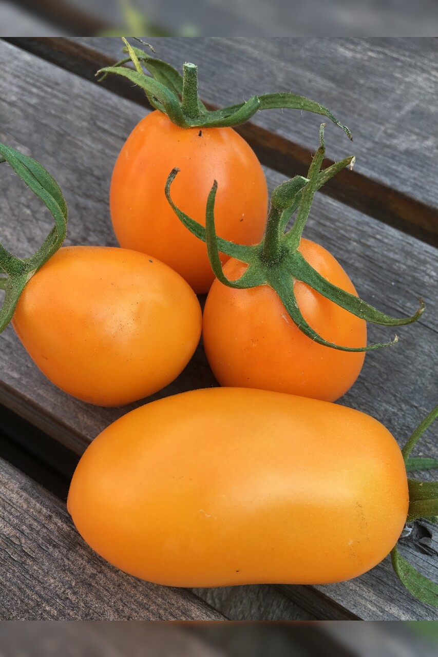 großes Tomaten-Set - 12 BIO-Tomatensorten [samenfest]
