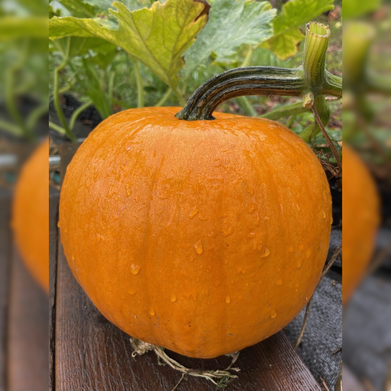 Halloweenkürbis "Jack O´Lantern" - BIO-Kürbissorte [samenfest]