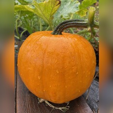 Halloweenkürbis "Jack O´Lantern" - BIO-Kürbissorte [samenfest]