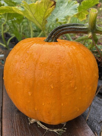 Halloweenkürbis "Jack O´Lantern" - BIO-Kürbissorte [samenfest]