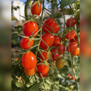 Tomate „Mini San Marzano“ - BIO-Tomatensorte [samenfest]