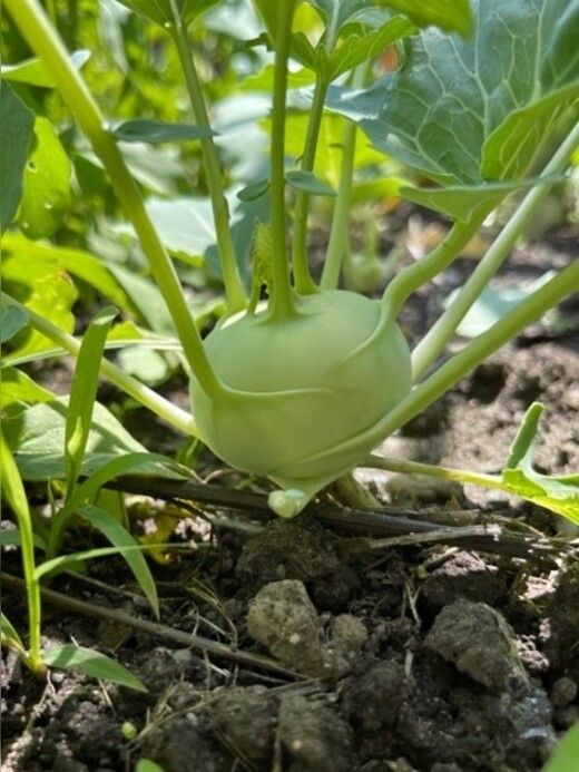 Kohlrabi "Lanro" - BIO-Samen (samenfest & BIO)