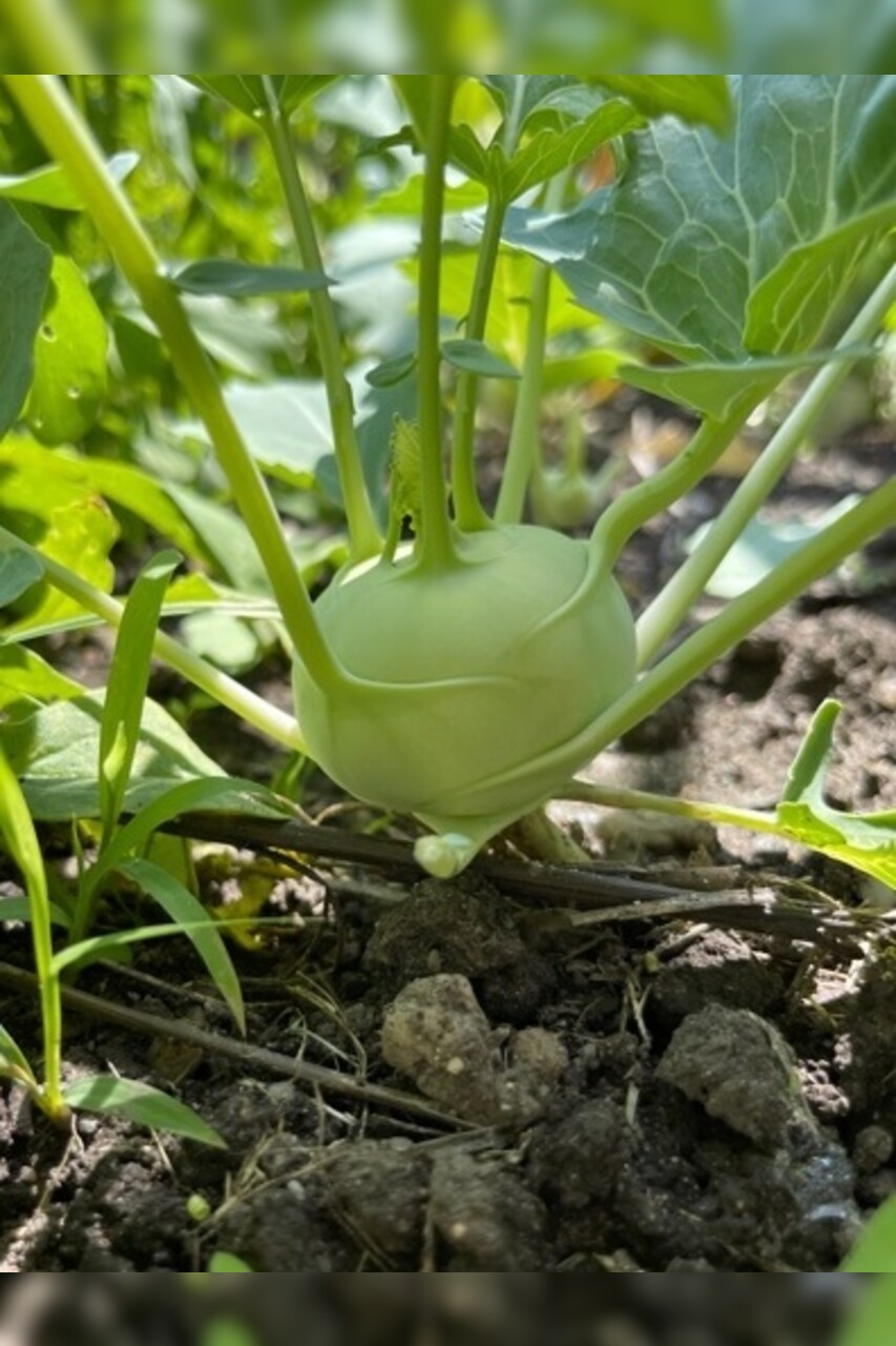 Kohlrabi "Lanro" - BIO-Samen (samenfest & BIO)