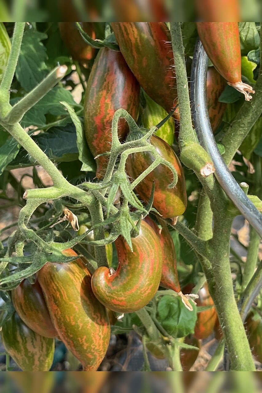 Tomate „Purple Smaragd“ - BIO-Tomatensorte [samenfest]