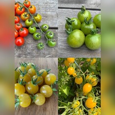 Tomaten-Set "Cocktailtomaten" - 4 BIO-Tomatensorten [samenfest]