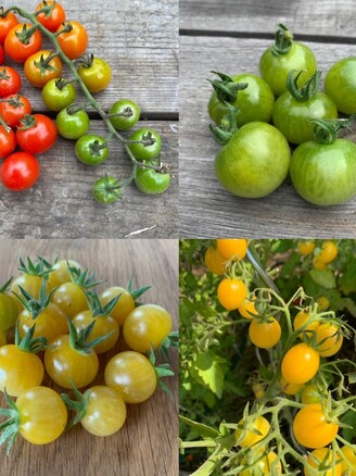 Tomaten-Set "Cocktailtomaten" - 4 BIO-Tomatensorten [samenfest]
