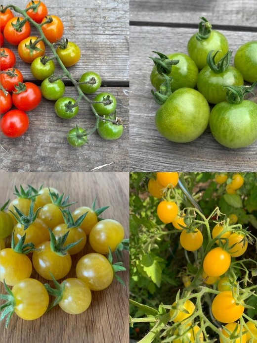 Tomaten-Set "Cocktailtomaten" - 4 BIO-Tomatensorten [samenfest]