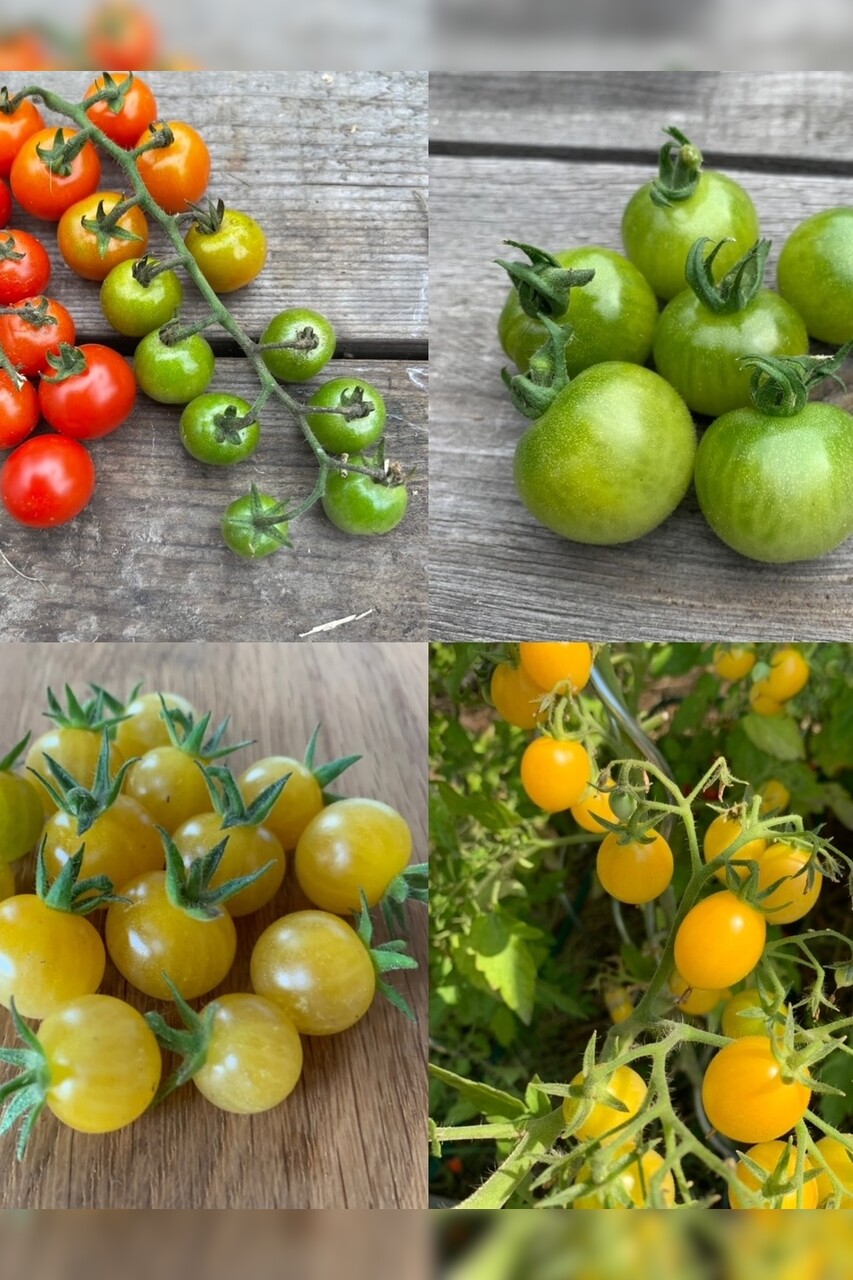 Tomaten-Set "Cocktailtomaten" - 4 BIO-Tomatensorten [samenfest]