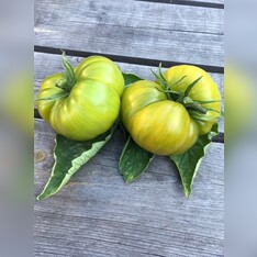 Tomate "Green Pineapple" - BIO-Tomatensorte [samenfest]