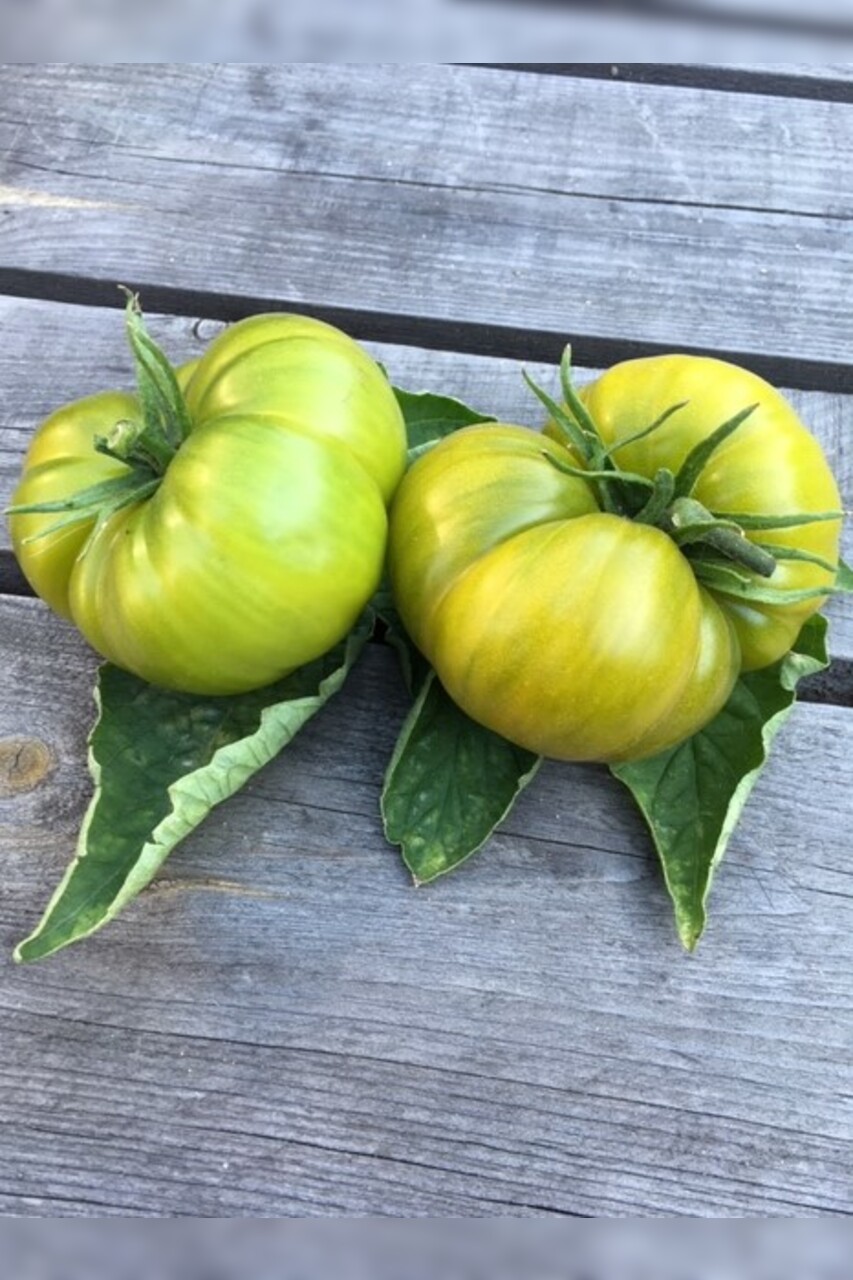 Tomaten Set "grüne Tomaten" - 4 BIO-Tomatensorten [samenfest]