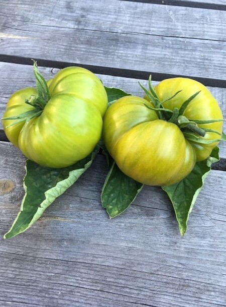 Tomate PINEAPPLE 100 Samen Solanum Lycopersicum ursprüngliche Sorte 