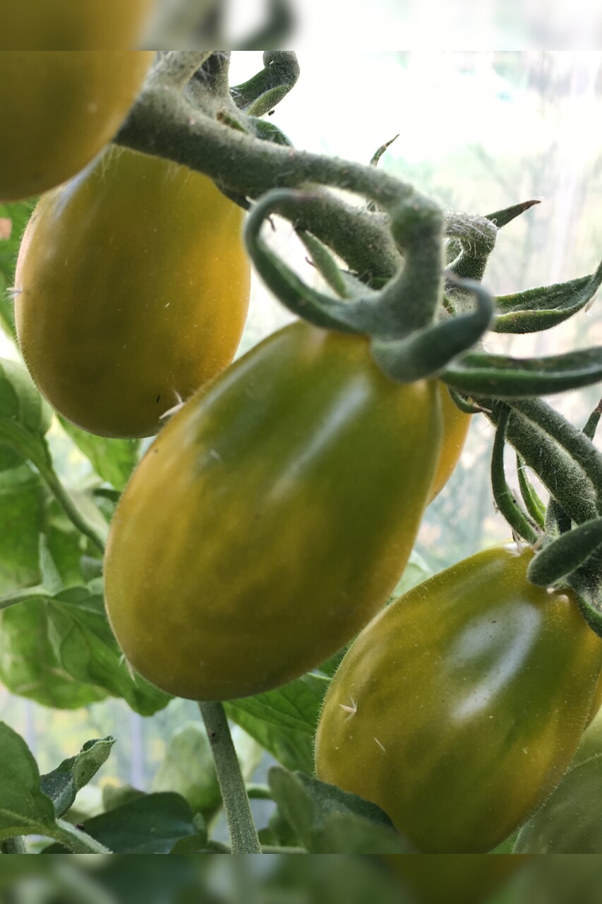 Tomaten Set "grüne Tomaten" - 4 BIO-Tomatensorten [samenfest]