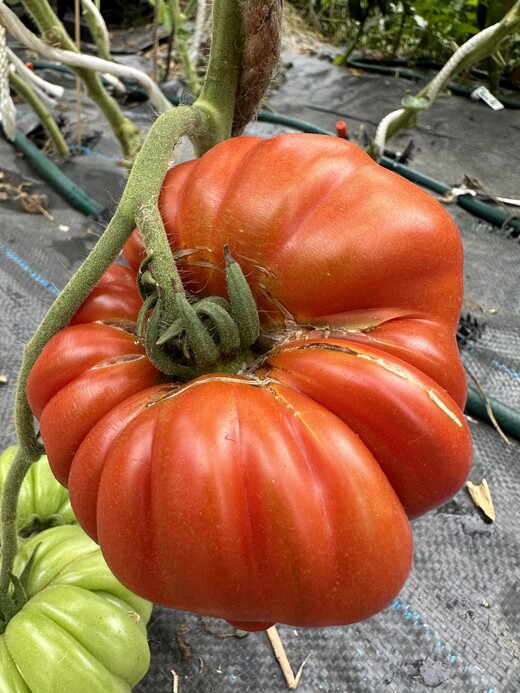 Tomate "Fleur de Reagir" - BIO-Tomatensorte [samenfest]