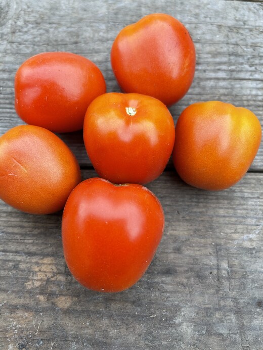 Tomaten-Set "Freilandtomaten" - 4 BIO-Sorten [samenfest]