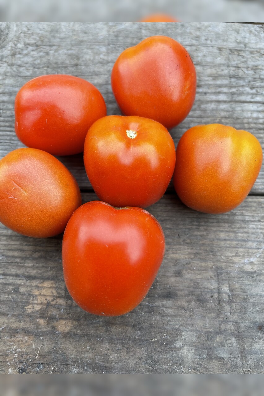 Tomaten-Set "Freilandtomaten" - 4 BIO-Sorten [samenfest]