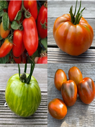 Freiland Tomaten Alte Sorten Kaufen