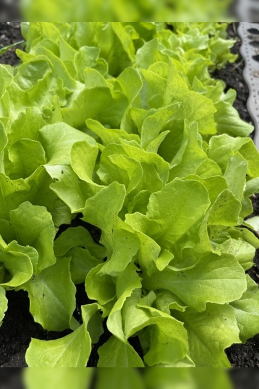 Gemüsesamen-Set "Urban Gardening" - 6 BIO-Gemüsesorten [samenfest]