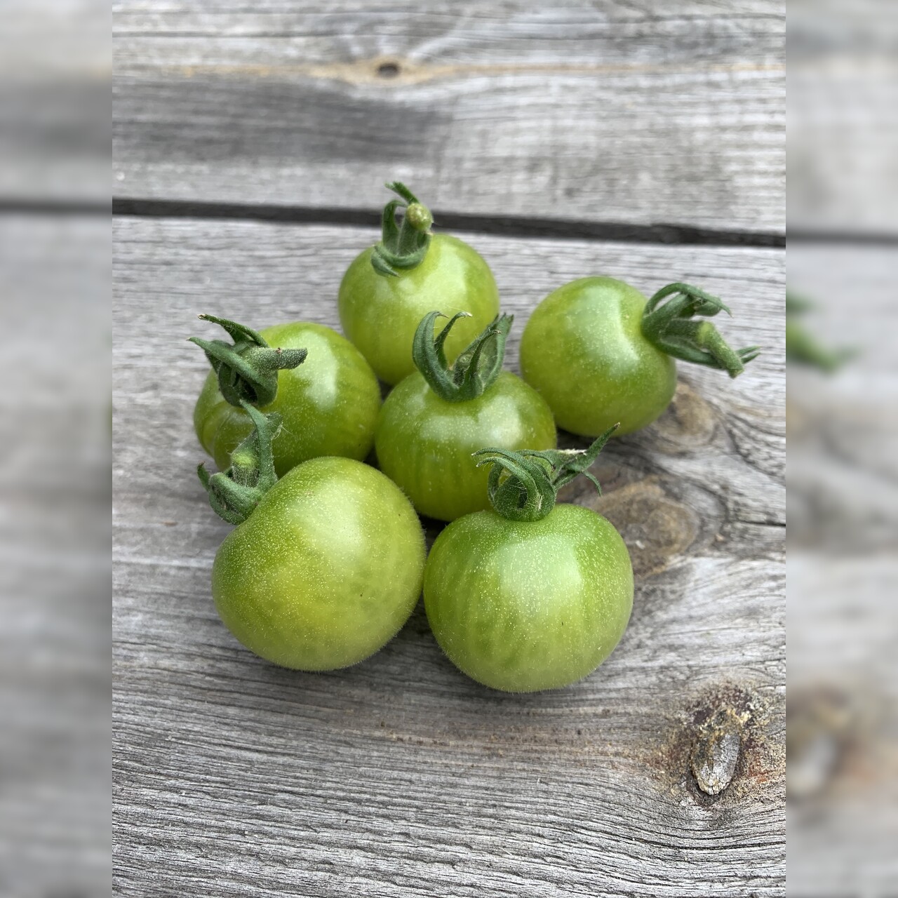 Tomate "Green Doctor" - BIO-Tomatensorte