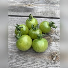 Tomate "Green Doctor" - BIO-Tomatensorte