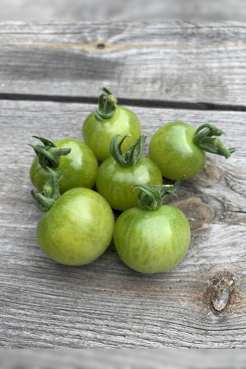 Tomate "Green Doctor" - BIO-Tomatensorte [samenfest]