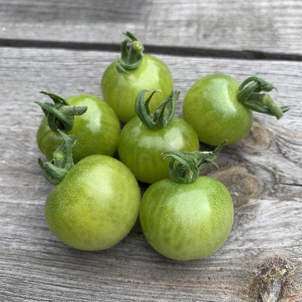 Tomate "Green Doctor" - BIO-Tomatensorte