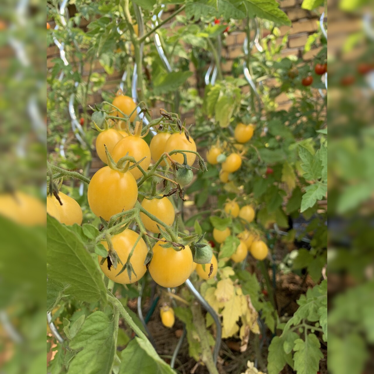 Tomate "Barry´s Crazy Cherry" - BIO-Tomatensorte [samenfest]