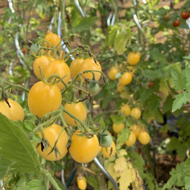 Tomate "Barry´s Crazy Cherry" - BIO-Tomatensorte [samenfest]