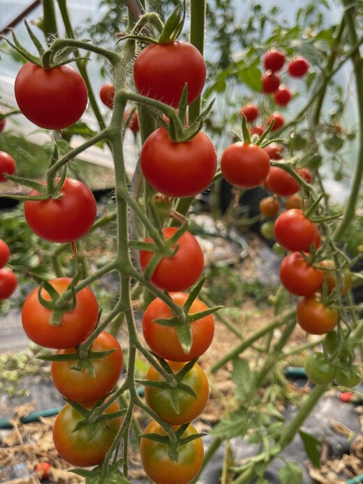 Tomate "Zuckertraube" - BIO-Tomatensamen [samenfest]