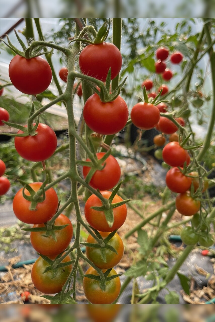 Tomate "Zuckertraube" - BIO-Tomatensamen [samenfest]