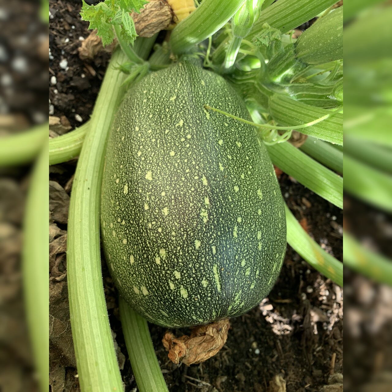 Zucchini "Tondo chiaro di Nizza" - BIO-Zucchinisorte (samenfest)
