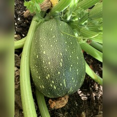 Zucchini "Tondo chiaro di Nizza" - BIO-Zucchinisorte (samenfest)
