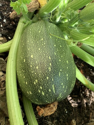 Zucchini "Tondo chiaro di Nizza" - BIO-Zucchinisorte (samenfest)